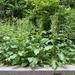 photo of Broad-leaved Dock (Rumex obtusifolius)