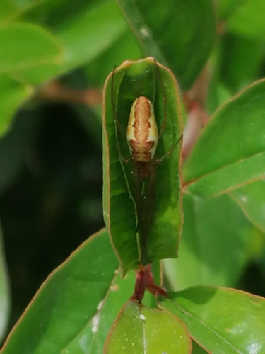 Tetragnatha intermedia
