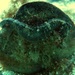 Observation photo
