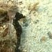 Observation photo