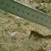 Observation photo