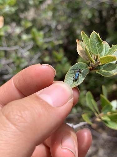 iNaturalist observation photo of Callimus cyanipennis