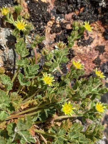 Ivesia baileyi var. baileyi