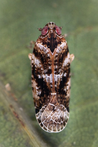 Catonia cinctifrons