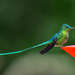 Long-tailed Sylph - Photo (c) Marc Faucher, all rights reserved, uploaded by Marc Faucher