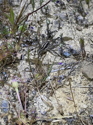 iNaturalist observation photo of McCook's Split Wolf Spider
