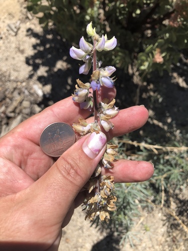 iNaturalist observation photo of San Jacinto Lupine