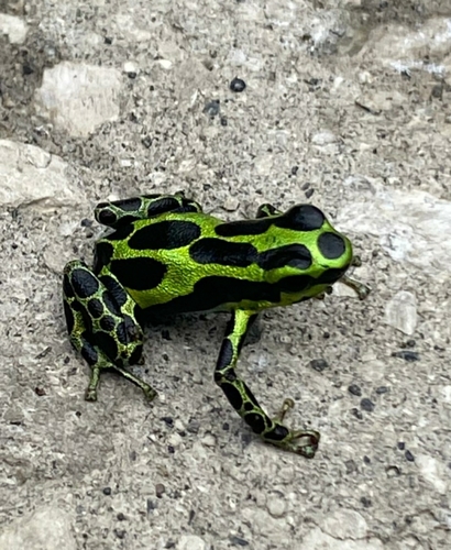 Ranitomeya variabilis