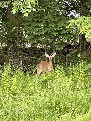 photo of White-tailed Deer (Odocoileus virginianus)