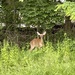 photo of White-tailed Deer (Odocoileus virginianus)