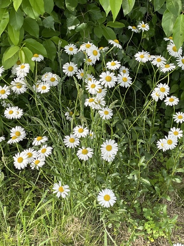 photo of (Leucanthemum)