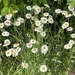 photo of (Leucanthemum)