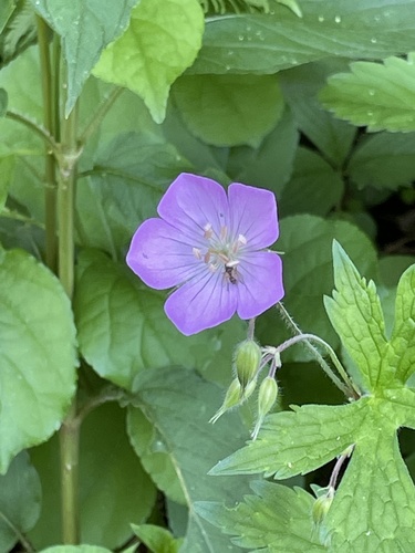 photo of Wild Geranium (Geranium maculatum)