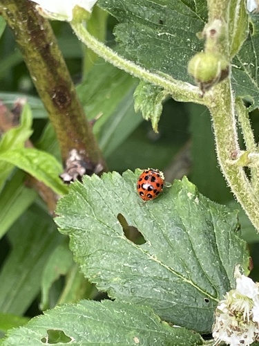 photo of Asian Lady Beetle (Harmonia axyridis)