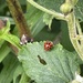 photo of Asian Lady Beetle (Harmonia axyridis)