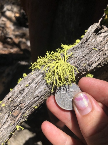 iNaturalist observation photo of wolf lichen