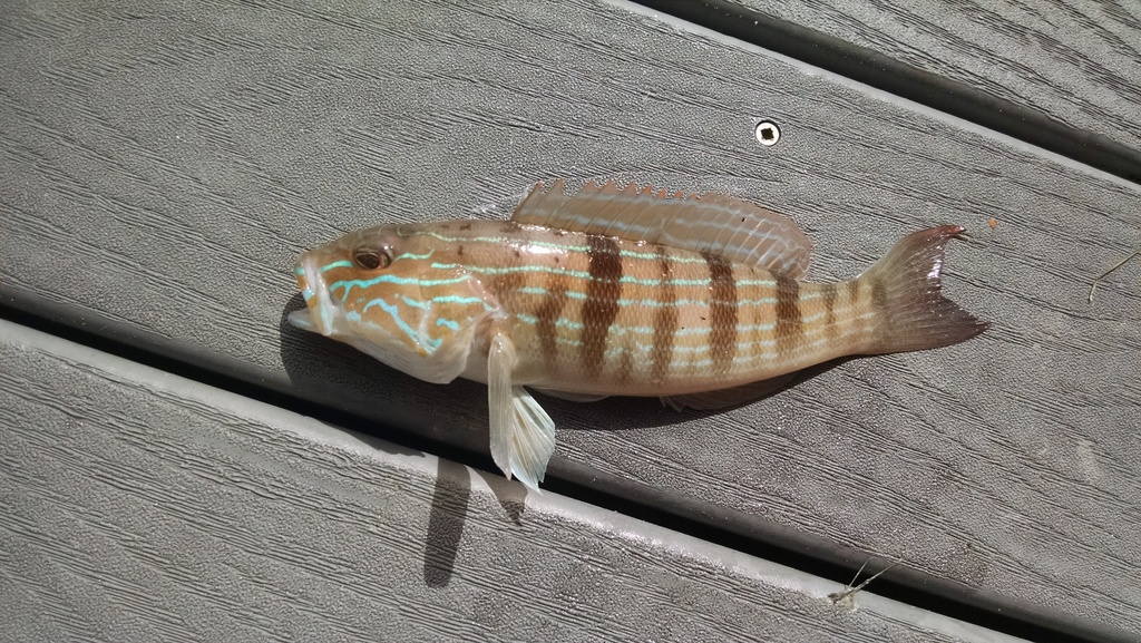 Sand Perch (A Field Guide to the Fishes of Charlotte Harbor, Florida ...