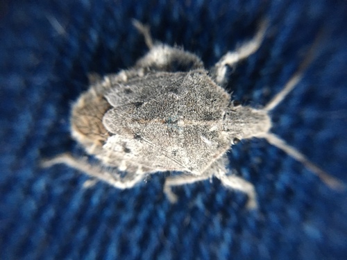 Genus Scribonia · iNaturalist