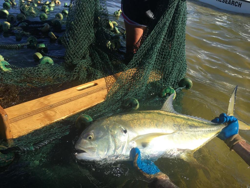 Crevalle Jack (A Field Guide to the Fishes of Charlotte Harbor, Florida