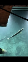 Tarpon