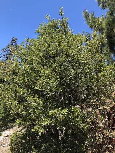iNaturalist observation photo of canyon live oak