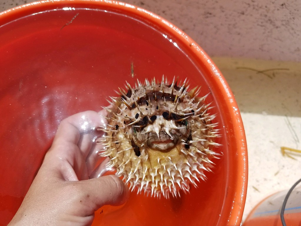 Balloonfish (A Field Guide to the Fishes of Charlotte Harbor, Florida ...