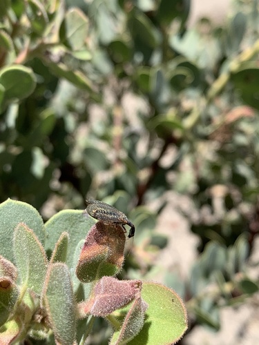 iNaturalist observation photo of Common Snakeflies