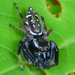 Golden Jumping Spider - Photo (c) Angella Moorehouse, all rights reserved, uploaded by Angella Moorehouse