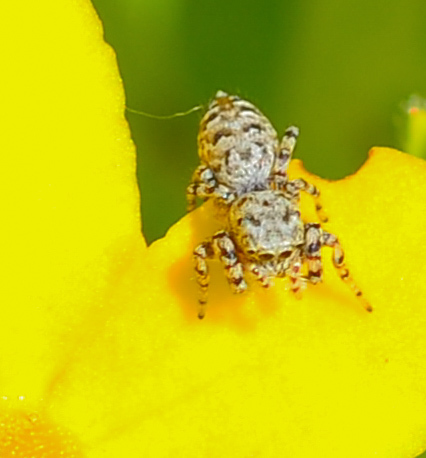 Peppered Jumping Spider