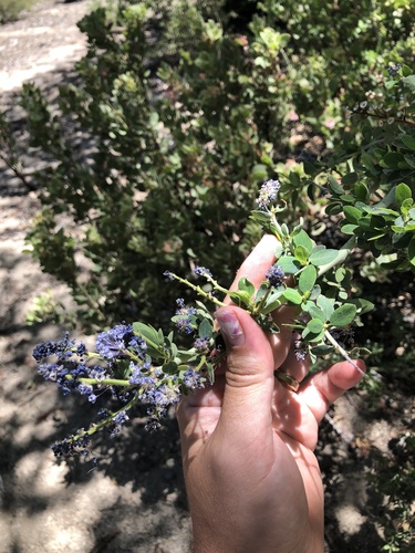 iNaturalist observation photo of chaparral whitethorn