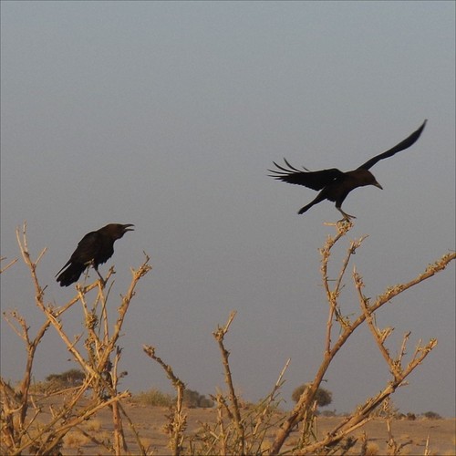 Brown-necked Raven