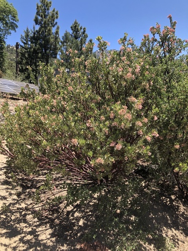 iNaturalist observation photo of California Pinkbract Manzanita