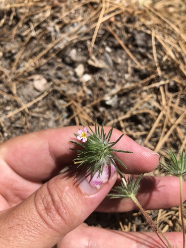 iNaturalist observation photo of Whiskerbrush