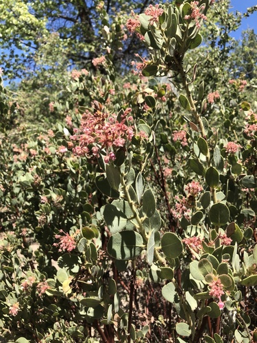 iNaturalist observation photo of California Pinkbract Manzanita
