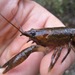 Pristine Crayfish - Photo (c) Brooke Grubb, all rights reserved, uploaded by Brooke Grubb