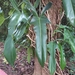 Philodendron bipennifolium - Photo 由 Vítor Hélio Piva 所上傳的 (c) Vítor Hélio Piva，保留所有權利