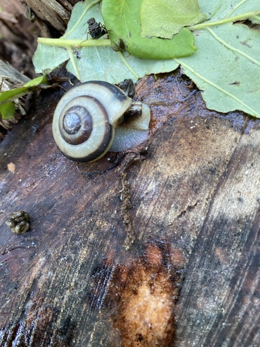 Euhadra brandtii