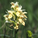 Elder-flowered Orchid - Photo (c) Richard Kunz, all rights reserved, uploaded by Richard Kunz
