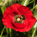 Common Poppy - Photo (c) Konstantinos Kalaentzis, all rights reserved, uploaded by Konstantinos Kalaentzis