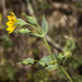 Late-flowering Yellow-Wort - Photo (c) Konstantinos Kalaentzis, all rights reserved, uploaded by Konstantinos Kalaentzis