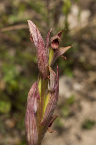 Lesser Tongue-orchid