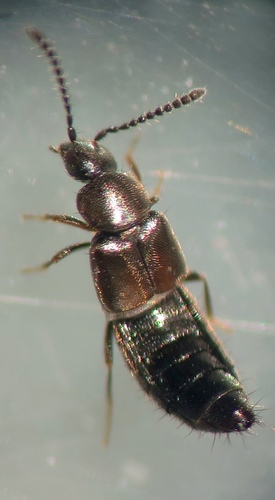 Subgenus Dimetrota · iNaturalist Canada