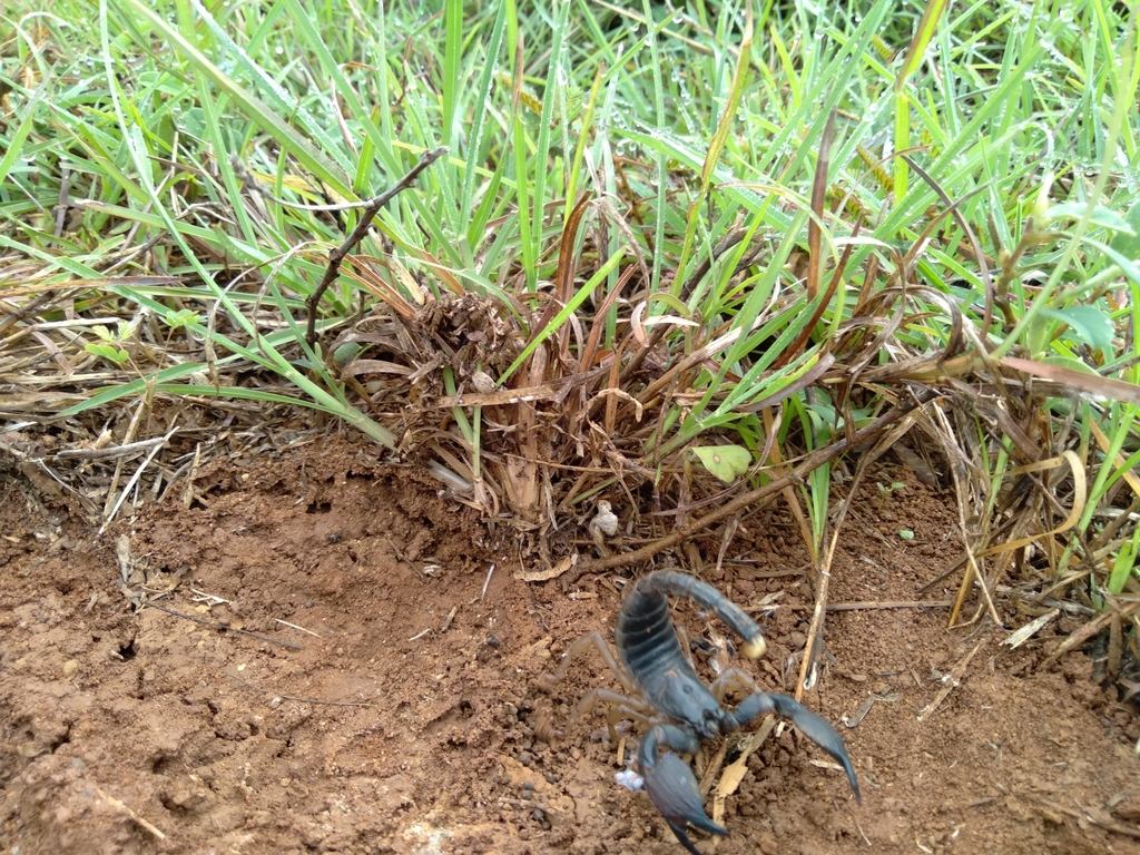 Asian Forest Scorpions From Naganaikanahalli Karnataka India On June At Am By