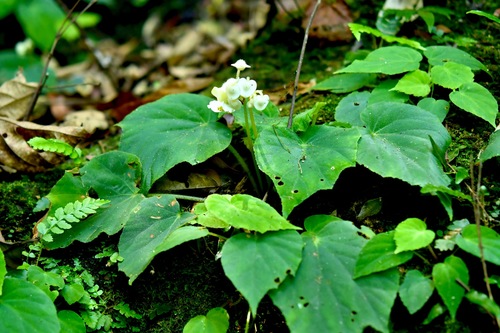 Shenzhen Begonia (Begonia shenzhenensis)