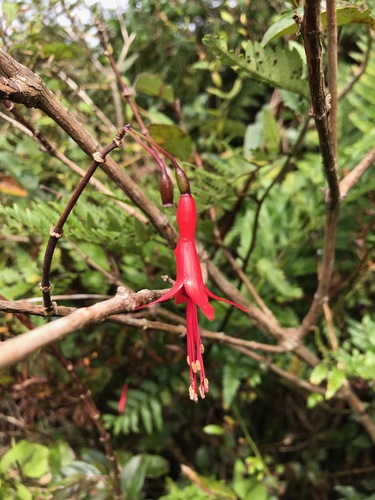 Fuchsia brevilobis