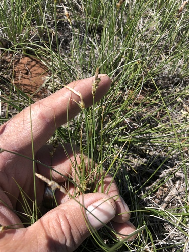 Carex filifolia var. filifolia
