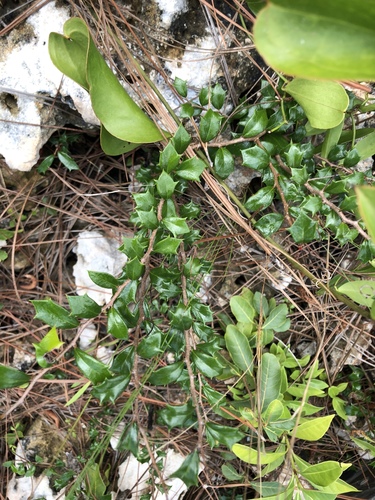 mucha-gente (Xylosma buxifolia)