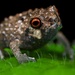 Krefft's Warty Frog - Photo (c) pbertner, all rights reserved
