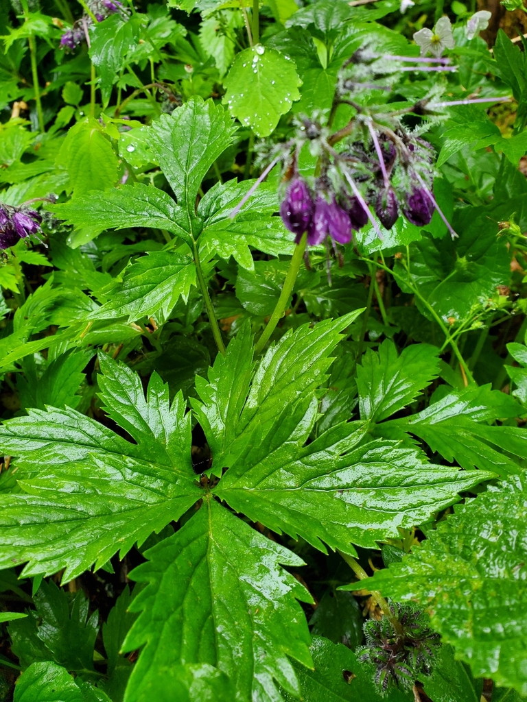Wisconsin Waterleaf eastern waterleaf in May 2021 by Joshua Lyon · iNaturalist