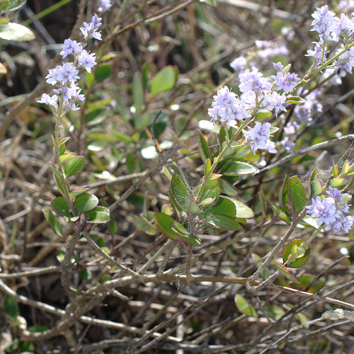 Veronica hulkeana F.Muell. ex Hook.fil.